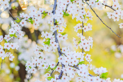 樱花在黎明