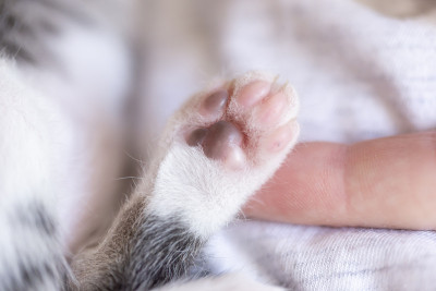 小猫的爪子