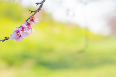 春天公园里樱花盛开