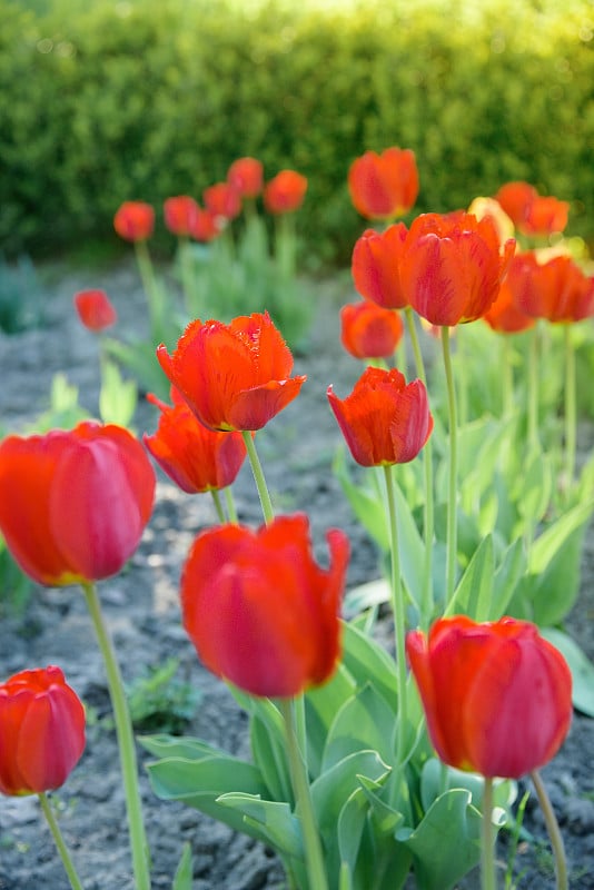 红色郁金香花-郁金香X矮牵牛花。牛津大学