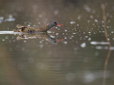 水轨(Rallus aquatics)