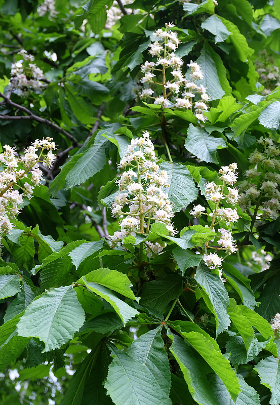 七叶树的开花分枝。七叶树属)