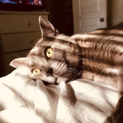 俄罗斯蓝猫躺在床上