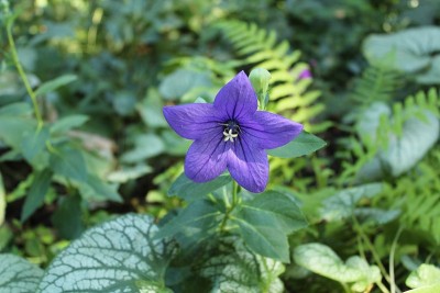 花园里盛开的气球花