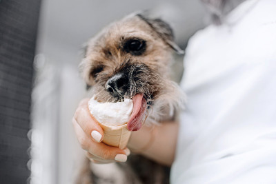 博德梗犬在户外舔冰淇淋