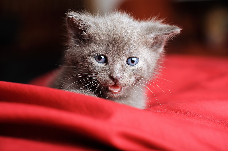红色枕头上的蓝色俄罗斯猫