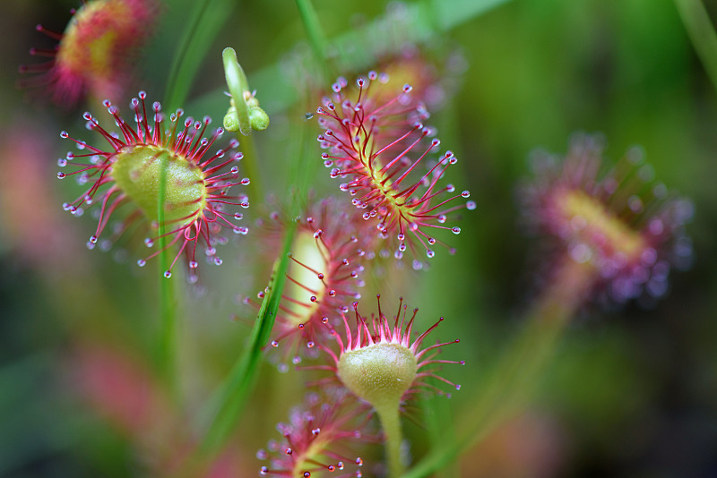 奥兹的高山植物(学名:Drosera rotundifolia)