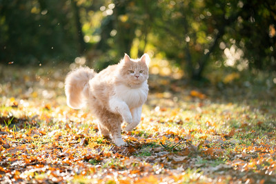 运行的猫