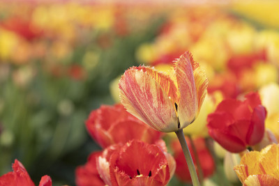 2019 年郁金香节