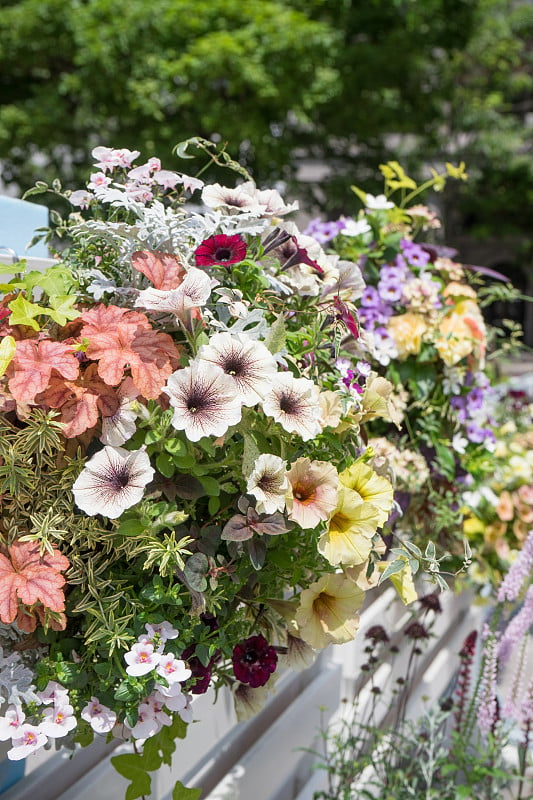 花坛里的花