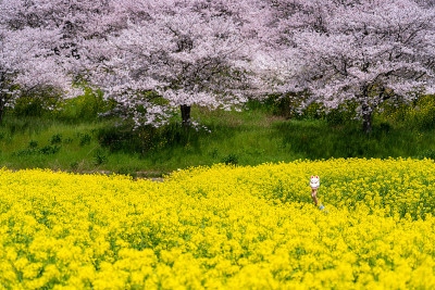 日本樱花油菜花盛开