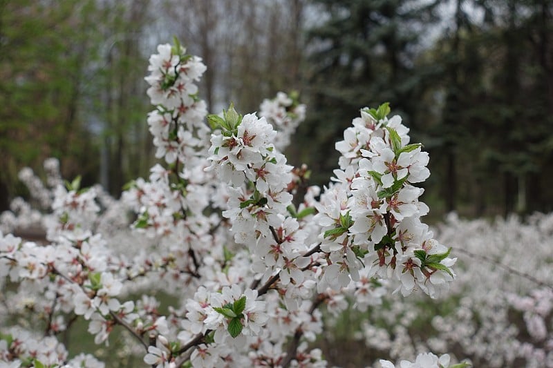 4月绒毛樱的纯白色花