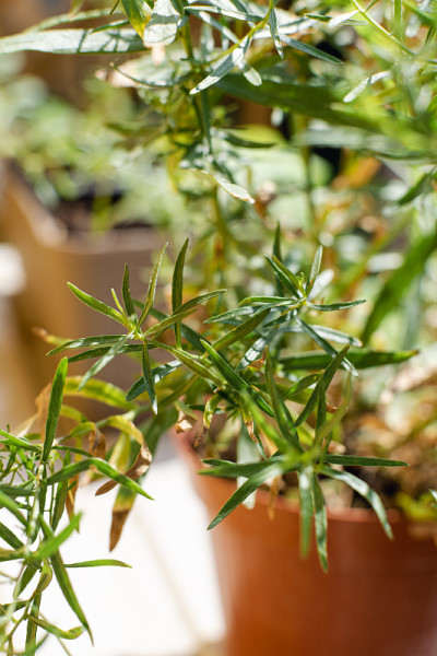 龙蒿属植物的选择性焦点