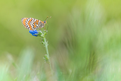美丽的斑点贝母画像在黎明(Melitaea didyma)