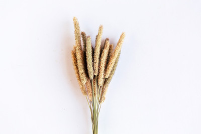 一束干花孤立在白色，俯视图
