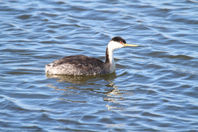 Western Grebe (Aechmophorus occidentalis)