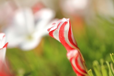 Candycane酢浆草属