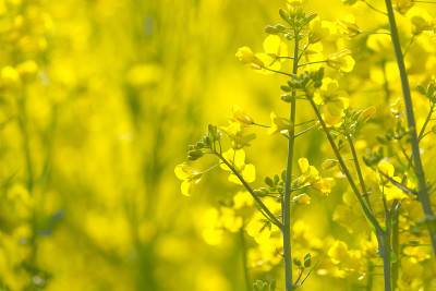 油菜开花