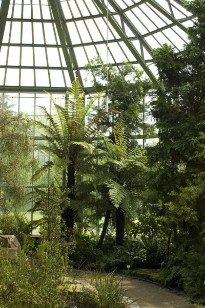 温室与treefern