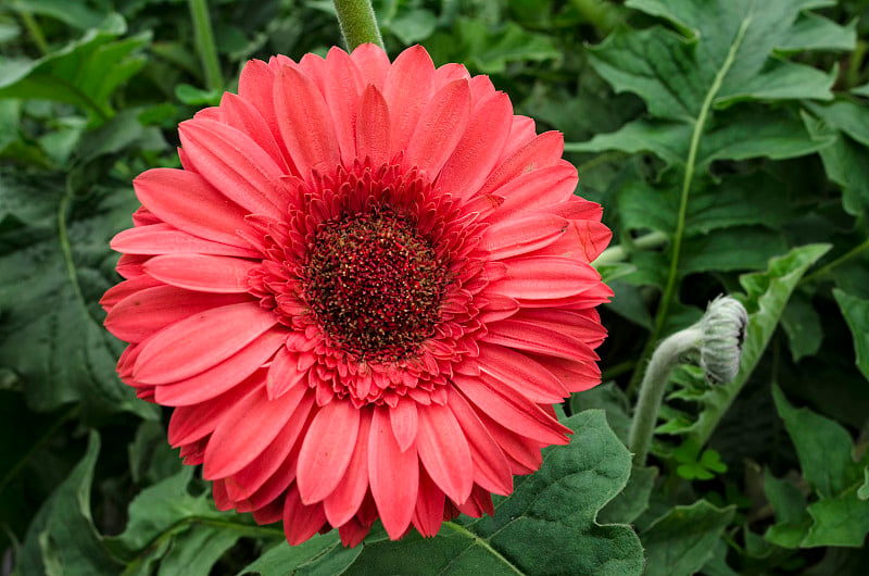 马来西亚卡梅隆高地温室农场的非洲菊茎