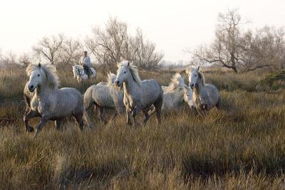 Camargue Horse, Herd standing in Swamp, Saintes Ma