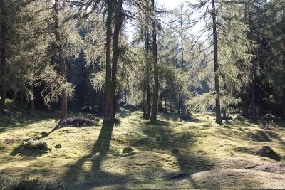 高山森林，有落叶松和云杉