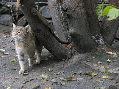 草原野生猫