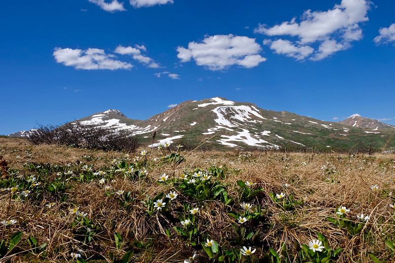 高山野花和雪山。