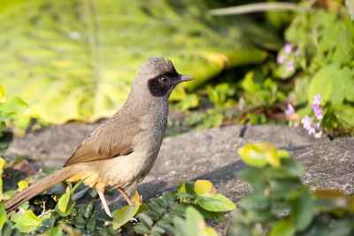 蒙面Laughingthrush