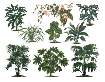 不同的室内植物。时尚插画构图。绿色复古概念与棕榈室内植物杂志。