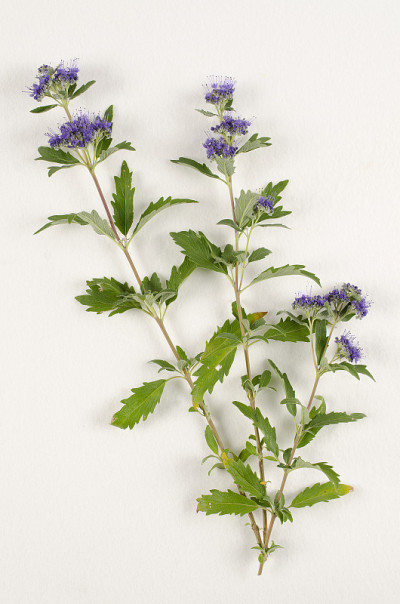 蓝色spirea