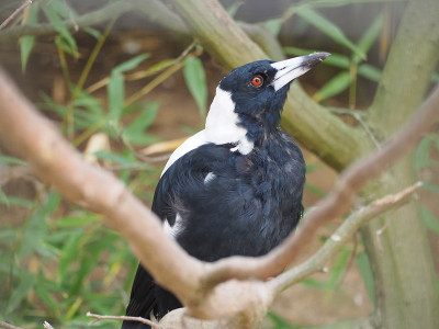澳大利亚喜鹊（Gymnorhina tibicen）