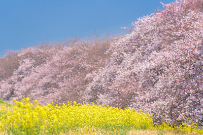 日本埼玉县熊谷的樱花和菜花