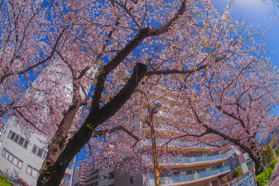 Sakura and the rooftops of full bloom of light hem