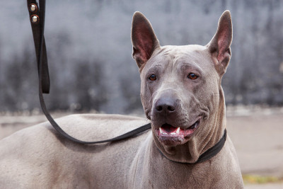 泰国脊背犬种