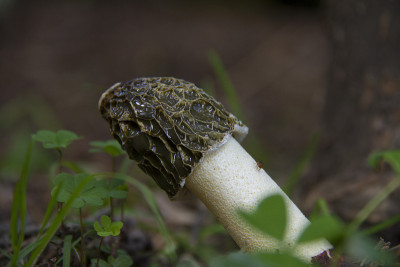 蘑菇