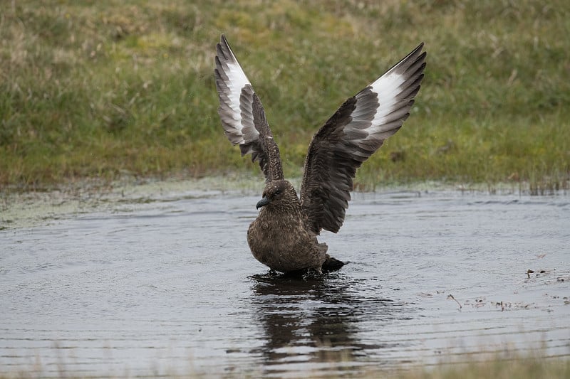 伟大的头骨，Bonxie, Hermaness, Unst, Shetland Islands，英国