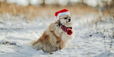 冬天，一只穿着圣诞老人服装的博美犬在公园里散步。