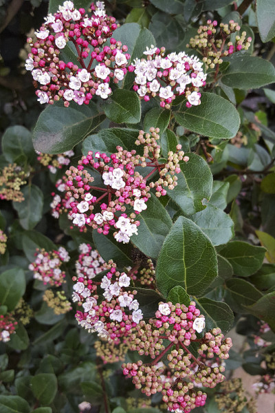 开紫色花的月桂