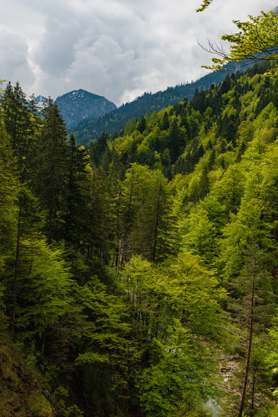 高山森林
