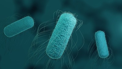 沙门氏菌引起食物中毒