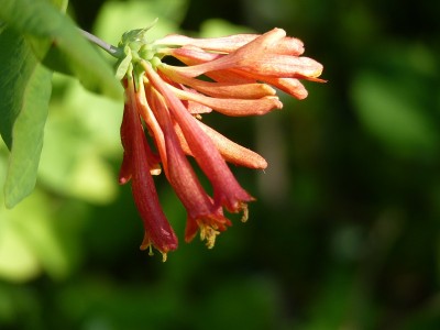 蜂蜜吃奶