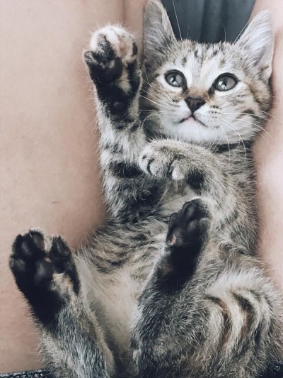虎斑小猫开