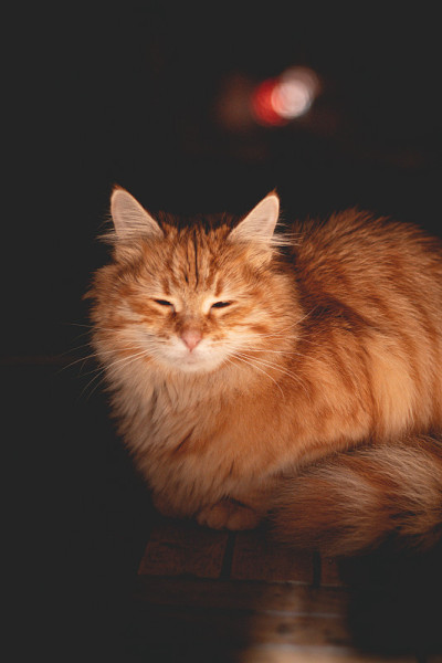 闪电猫