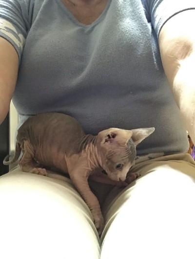 小狗和小猫
