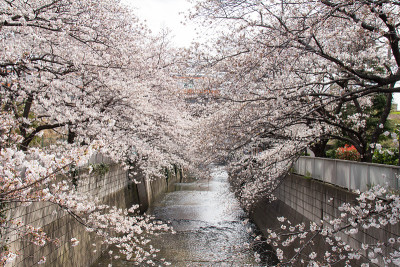 春天樱花盛开在神田河沿岸