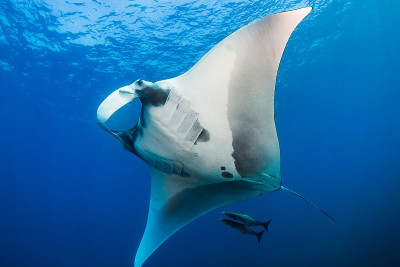 大型海洋蝠鲼(Manta birostris)在泰国的Similan群岛的蓝色热带海洋中。