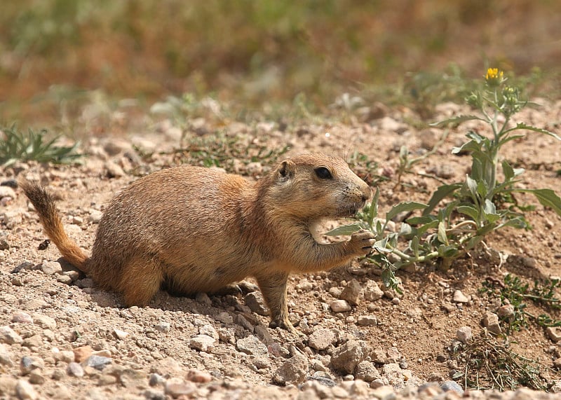 黑尾草原土拨鼠(cynomys ludovicianus)正在吃花