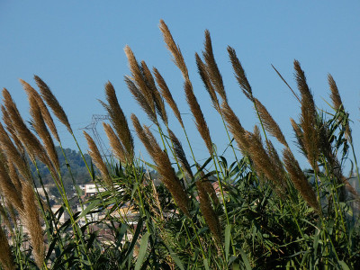 Llobregat河