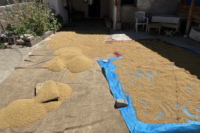 小麦干燥